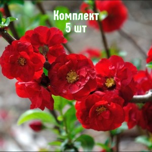 Комплект 5шт / Айва японская Кримсон Энд Голд