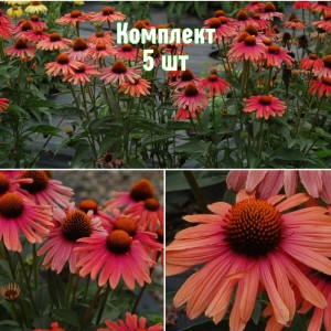 Комплект 5шт / Эхинацея Мама Миа