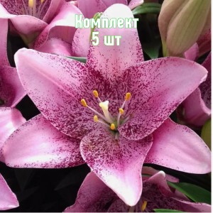 Комплект 5шт / Лилия Свит Шугар
