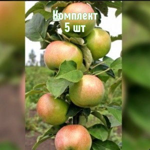Комплект 5шт / Яблоня Янтарное Ожерелье (колоновидная)