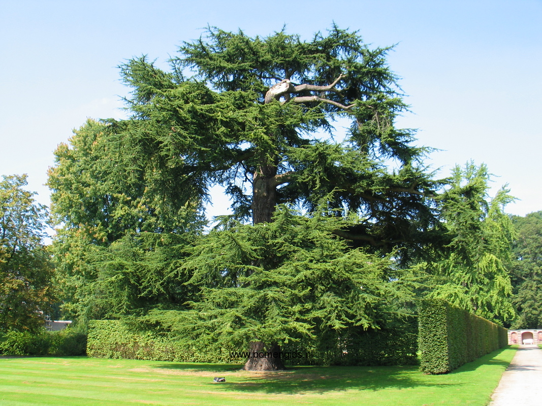 Ель раскидистая премиум 210. Кедр ливанский Cedrus libani. Кедр лива́нский (Cedrus libani). Зимостойкость ливанского кедра. Род кедр ливанский Гималайский.